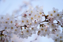 벚꽃